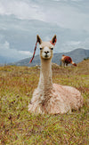 Alpacas sitting in the grass with the Andean mountains in the background