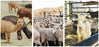 Alpaca wool, sheep merino wool, goat cashmere 