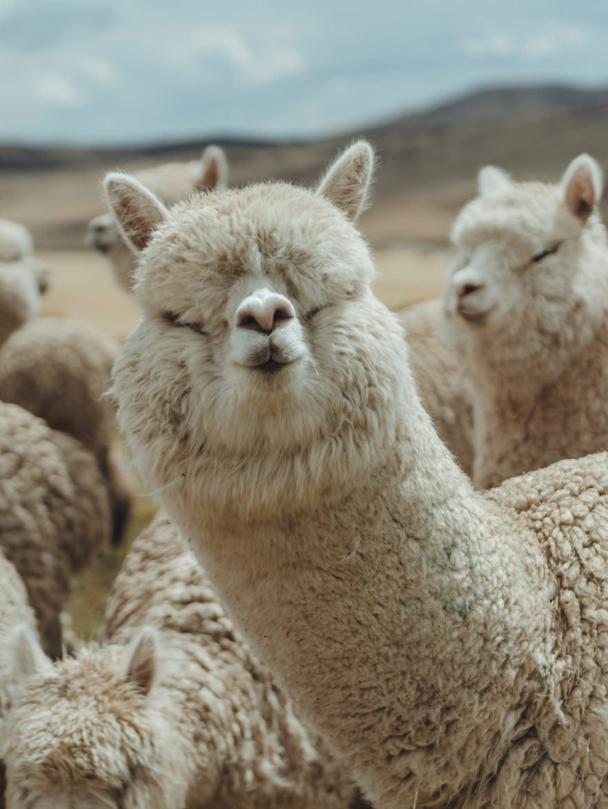 A white alpaca and his herd looking at the camera