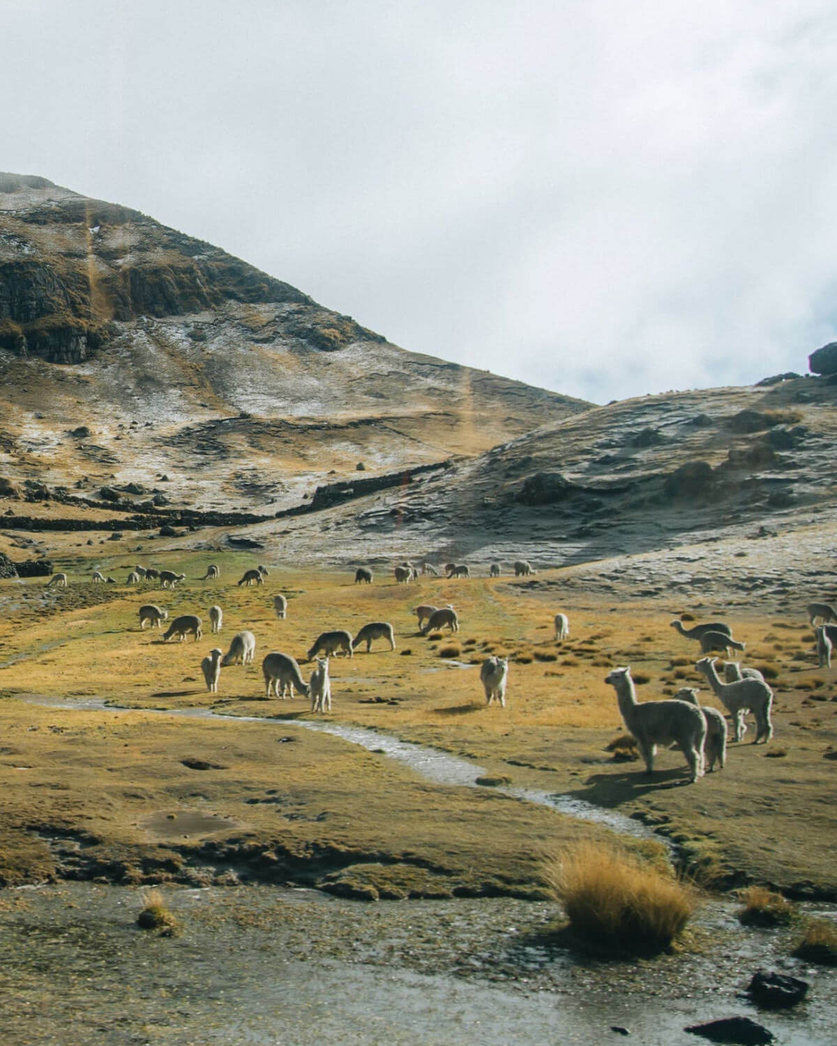 Alpacas roaming free near a stream in the Andes Mountains 