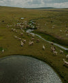 Drone image of alpacas roaming through andes 