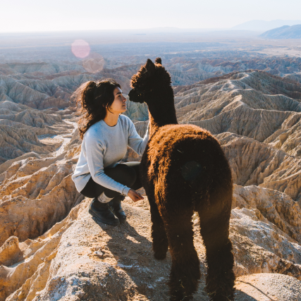A lady wearing our Crewneck sweater looking at a brown alpaca in the mountains
