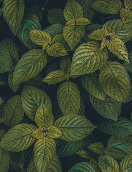 Close-Up of Green Plant Leaves