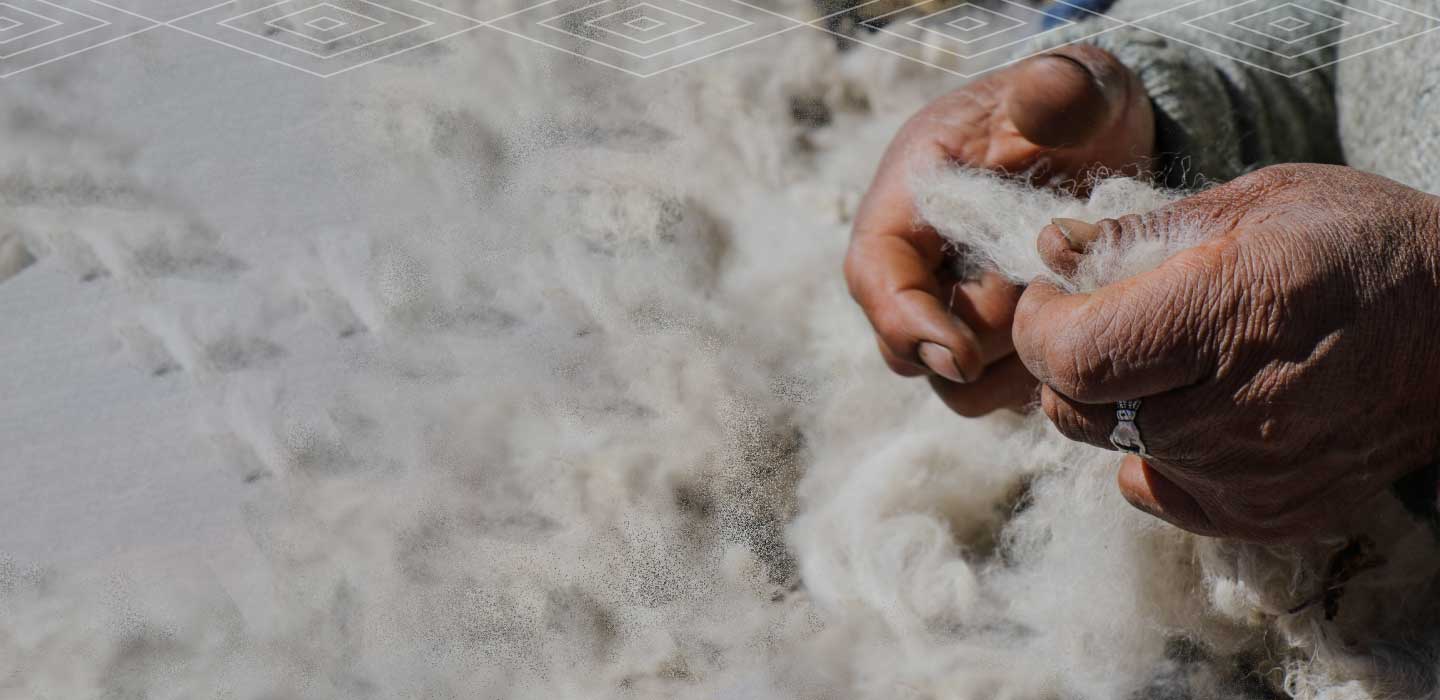 Hands holding alpaca fiber