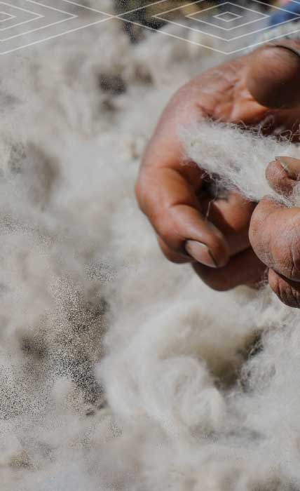 Hands holding alpaca fiber