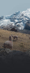 A herd of alpacas in the Andes mountains 