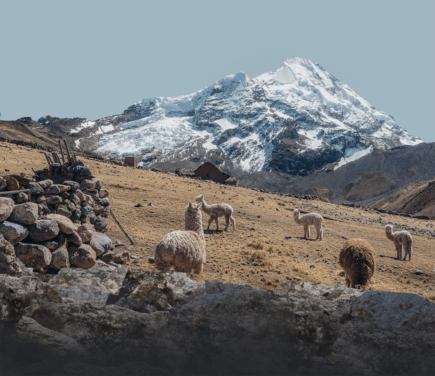 Alpacas in the andes in front of mountain 