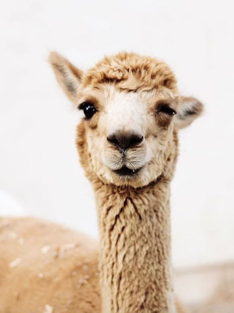 A cute alpaca