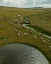 Drone image of alpacas roaming free in andes 