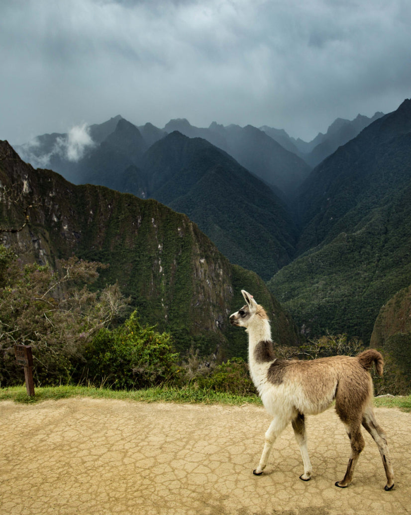 Alpacas vs Llamas: What’s the Difference?