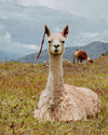 Alpaca 101: What Is Alpaca Wool And Why Should You Wear It?