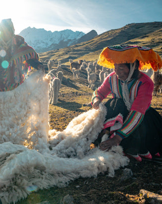 Alpaca Shearing 101: How We Harvest Fibers