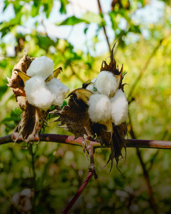 A Better Way to Grow