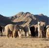 A herd of alpacas with mountains in the background