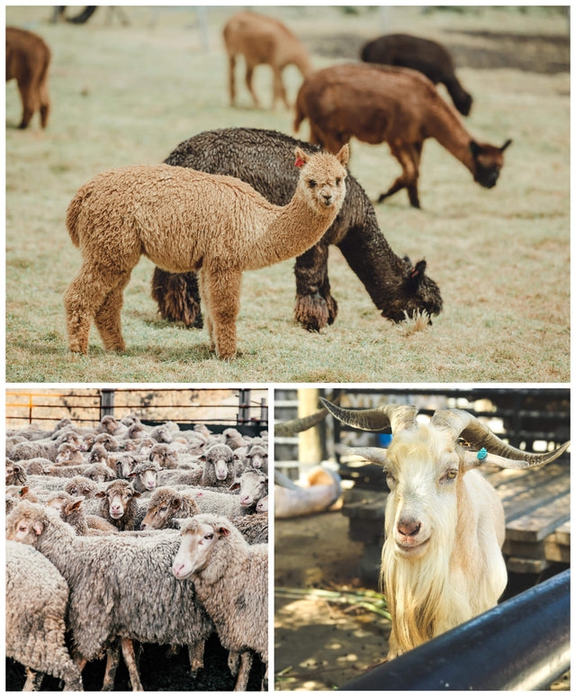 What Makes Alpaca Clothing Superior For The Cold And Wet Season