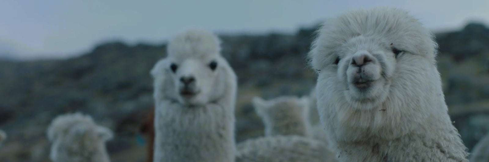 Best Selling Alpaca Clothing