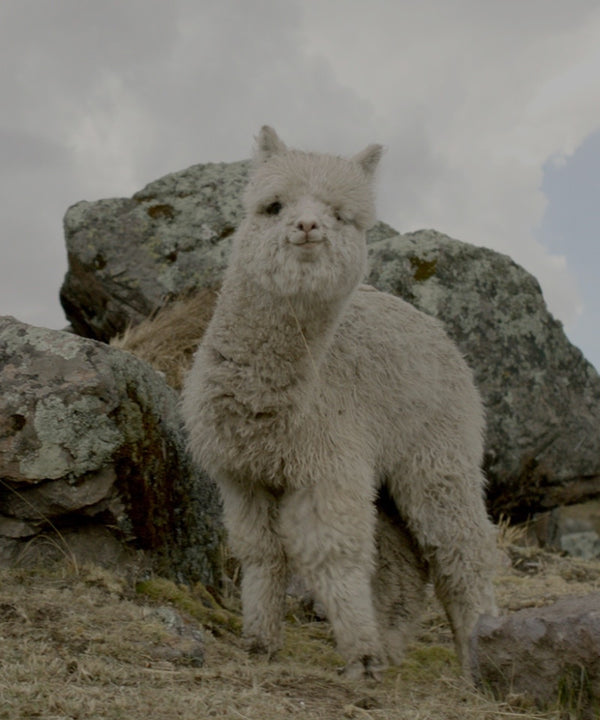 Best Selling Alpaca Clothing