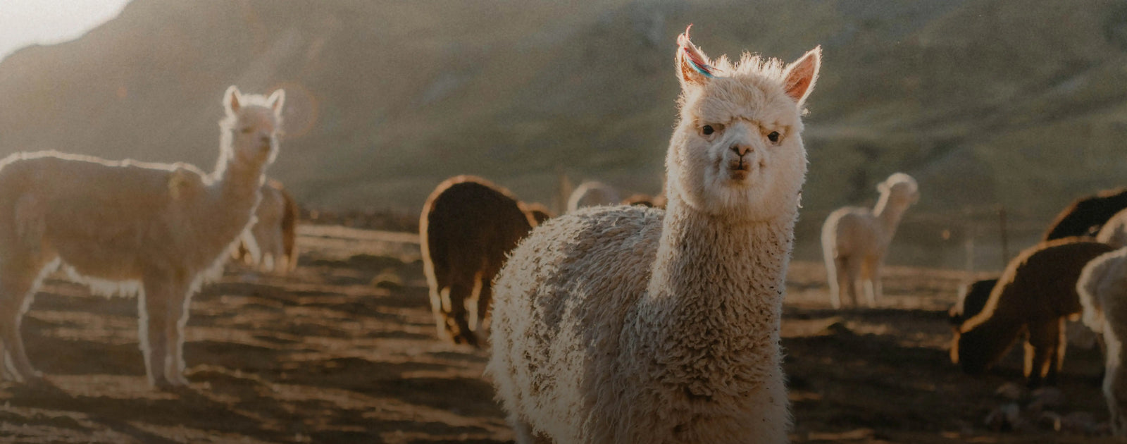 Best Selling Alpaca Clothing