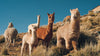 A herd of alpacas in the Peruvian Andes