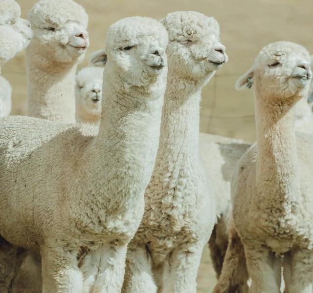 Alpacas vs Llamas: What's the Difference? – PAKA®