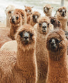 A herd of brown alpacas
