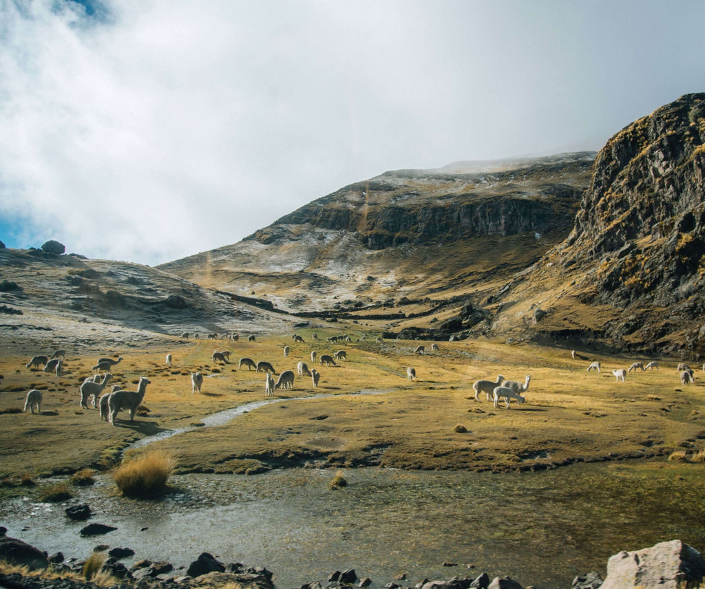 Dozens of alpacas roaming free in the Andes mountains