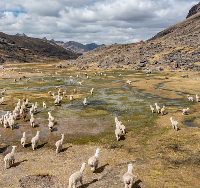 Dozens of alpacas roaming free in the Andes mountains