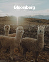 A group of cute alpacas in the Andes with the Bloomberg logo at the top left corner