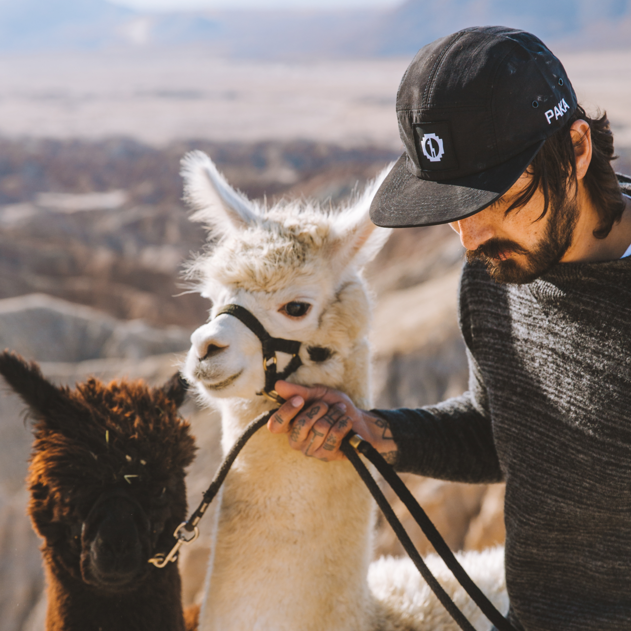 A man and two alpacas wearing a Paka team-5 panel hat 