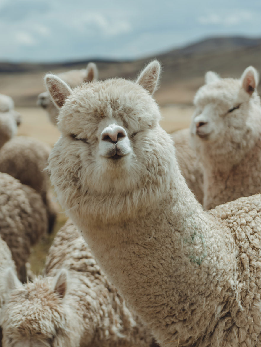 Is alpaca wool humane? - Warrior Alpaca Socks