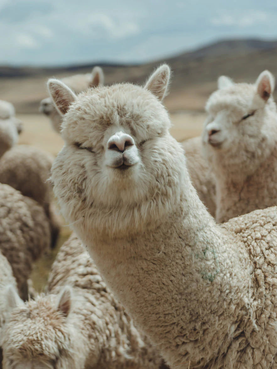 White alpaca making kissing face with other alpacas in background 
