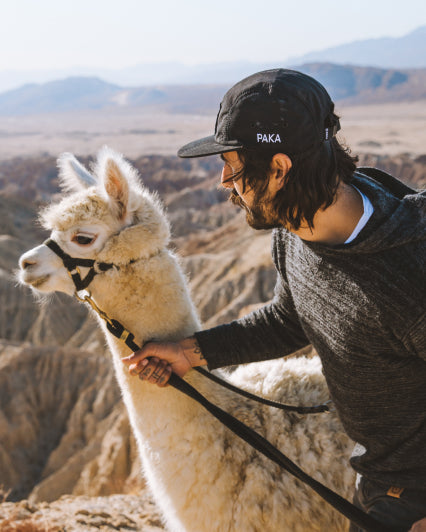 A man and his alpaca. He's wearing a hat that says "Paka"
