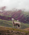 Two alpacas with colorful mountains in the background