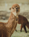 A small group of brown alpacas