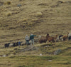 A herd of alpacas in the Andes with two men.
