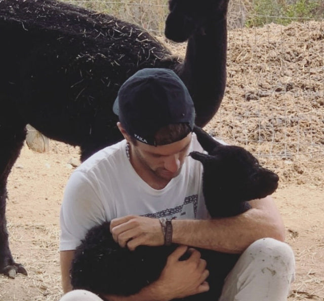 A man holding a baby alpaca.