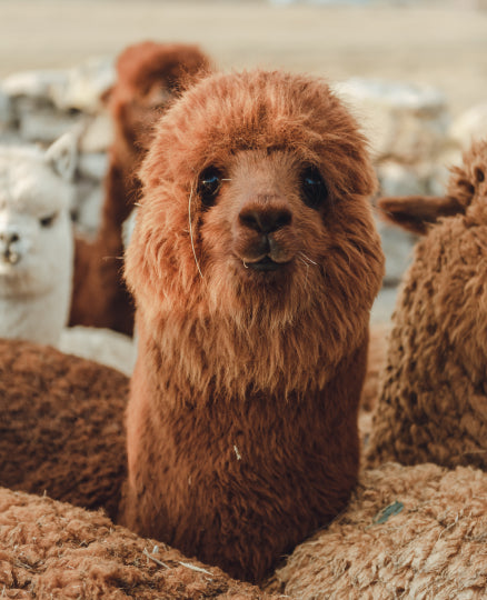 Golden Alpaca Looking at Camera with Alpaca Herd in Background