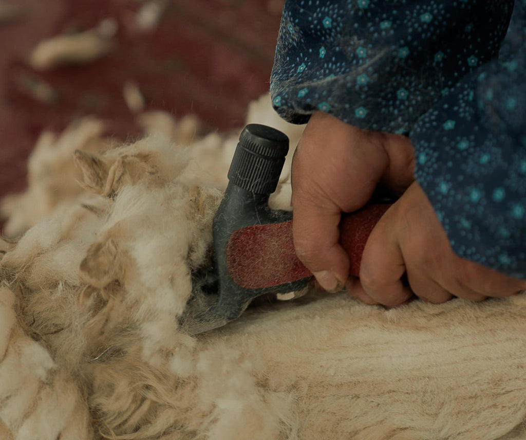 Alpaca's shearing process