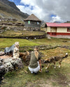 Women squatting down to play with dogs in a Quechua village in the Andes Mountains in Peru.