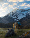 Ausangate, a snowy mountain and a horse