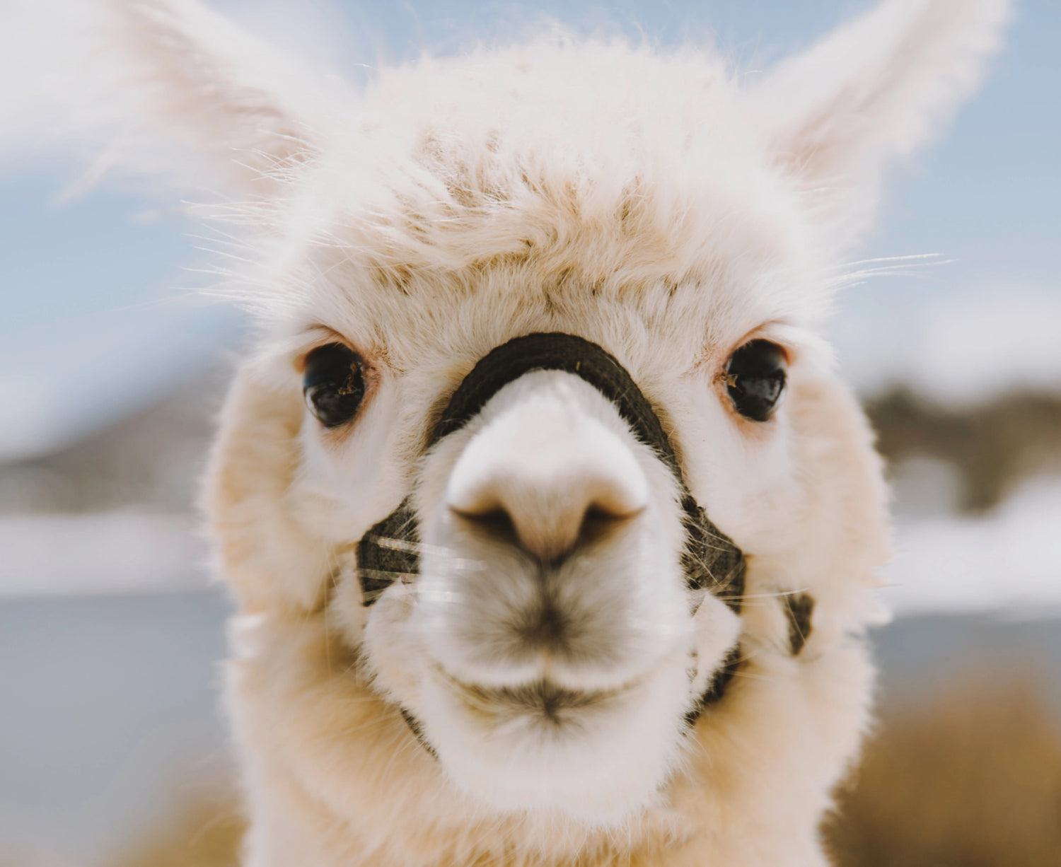 Fluffy white alpaca face 