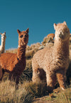 A herd of alpacas in the Peruvian Andes
