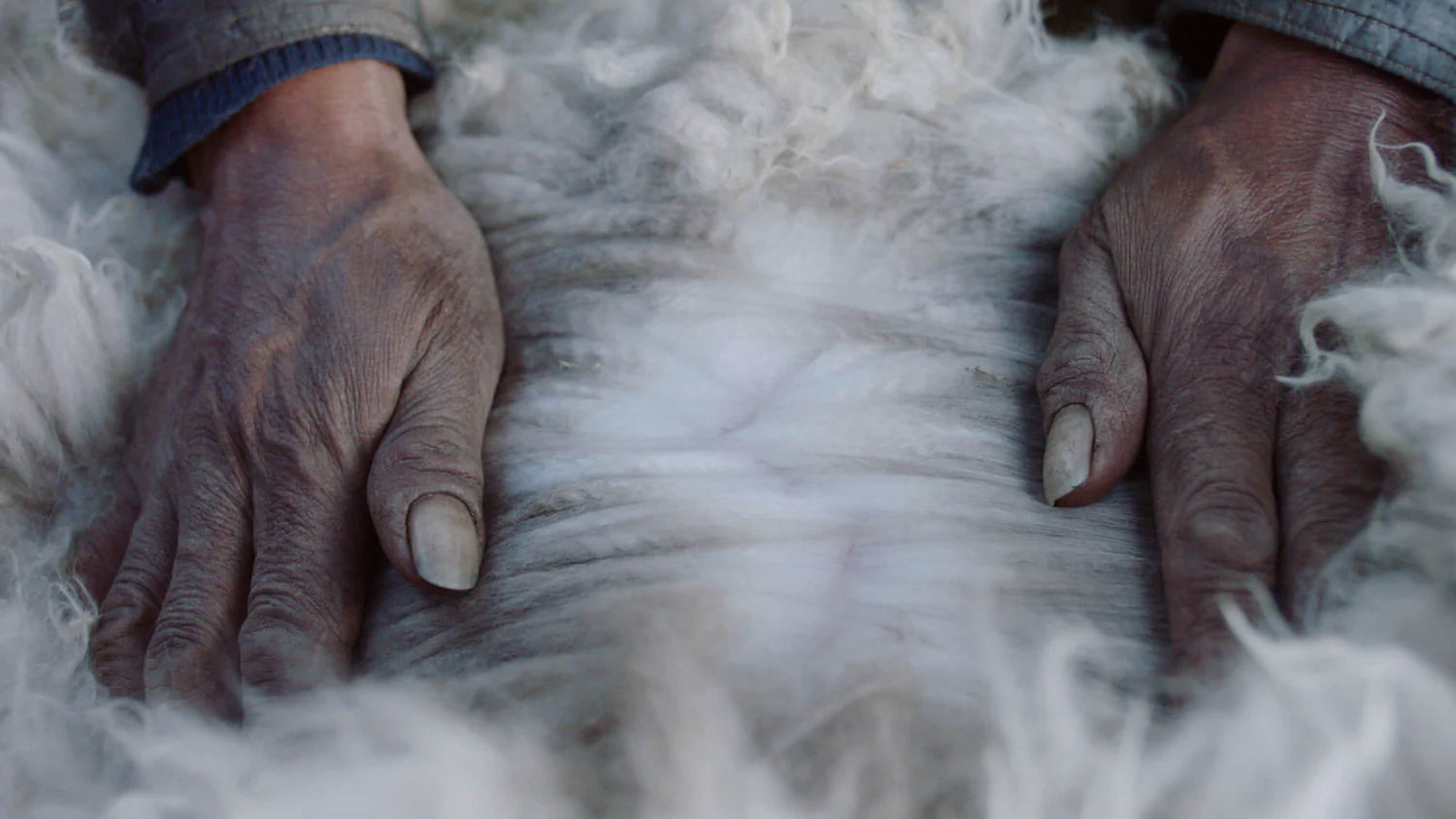 Woman separating alpaca wool on alpacas back with hands 