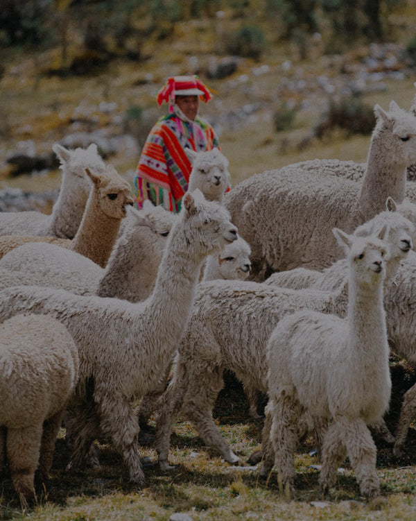 60,000+ alpacas health improved