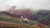 Alpacas standing in front of a rainbow mountain with clouds. 