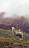 Alpacas standing in front of a rainbow mountain with clouds.