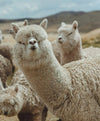 A herd of alpacas in the Andes Mountains