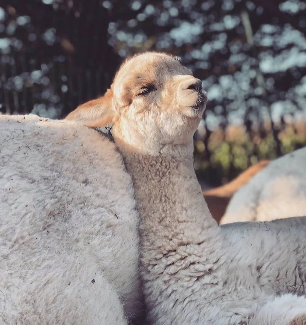 Sale Sustainable And Cozy Alpaca Wool Clothing PAKA