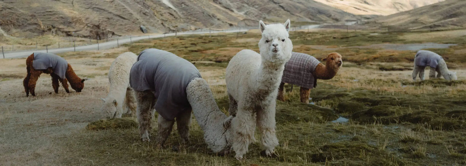 Traceable Alpaca 2.0