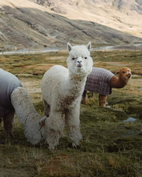 Traceable Alpaca 2.0